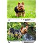 Hundezauber Yorkshire Terrier Calendrier DIN A3 pour chiots et chiens 2025 – Coffret cadeau Contenu : 1 calendrier, 1 carte de N
