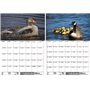 Wildgansezauber Planificateur format A3 pour oies sauvages 2025 - Coffret cadeau - 1 calendrier - 1 pendentif de Noël - 1 penden