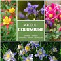 Mélange coloré d’ancolie env. 50 graines - pluriannuel/résistant à l’hiver