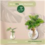 JULU Engrais Deluxe pour culture hydroponique pour plantes d'intérieur - Plus de 200 l d'eau d'arrosage - Engrais liquide - Plan