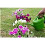 Arrosoir en plastique rouge pour grands et petits, jardin et plantes d'intérieur - Arrosoir - Arrosoir - 2 l - 2 l - 2 l - 2 l -