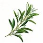 ZenGreens® – Graines de sariette d'été bio - Graines d'herbes aromatiques à cultiver facilement au jardin, sur le balcon ou en c