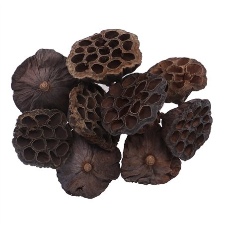 Têtes de Lotus séchées | Tailles allant de 7 cm à 12 cm (Les Produits naturels Peuvent Varier) | Lot de 10