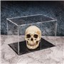 Belle Vous Vitrine Acrylique Rectangulaire Transparente - Grande Boite Vitrine de Protection 30x20x20cm Anti-Poussière pour Obje