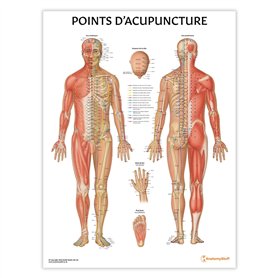 Anatomy Stuff Points D'acupuncture Poster Français 45 x 60 cm 18 x 24 pouces Acupuncture Points Diagramme