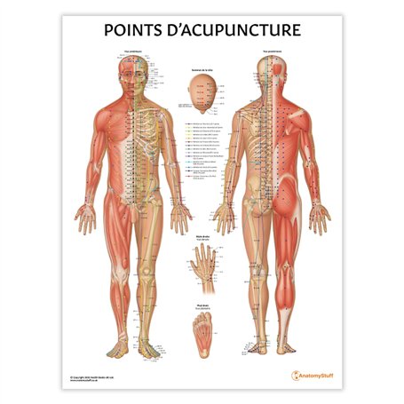 Anatomy Stuff Points D'acupuncture Poster Français 45 x 60 cm 18 x 24 pouces Acupuncture Points Diagramme