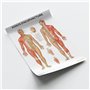 Anatomy Stuff Points D'acupuncture Poster Français 45 x 60 cm 18 x 24 pouces Acupuncture Points Diagramme
