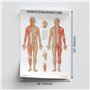 Anatomy Stuff Points D'acupuncture Poster Français 45 x 60 cm 18 x 24 pouces Acupuncture Points Diagramme