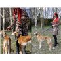 Dingo Ceinture de Marche pour Chien avec Amortisseur, Grand Mousqueton pour excès de Laisse enroulée, Laisse de 6 mètres de Long