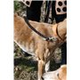 Dingo Ceinture de Marche pour Chien avec Amortisseur, Grand Mousqueton pour excès de Laisse enroulée, Laisse de 6 mètres de Long