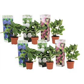 Plant in a Box - Hydrangea macrophylla 'Early Blue'