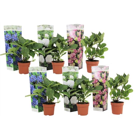 Plant in a Box - Hydrangea macrophylla 'Early Blue'