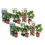 Plant in a Box - Hydrangea macrophylla 'Early Blue'
