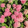 'Early Pink'