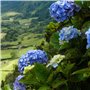 Plant in a Box - Hydrangea macrophylla 'Early Blue', 'Early Pink', 'Wudu' - Hortensia - Mélange de 6 - Pot 10,5cm - Hauteur 25-4