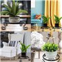Stands de plante