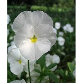 Graines de fleurs Graines de plantes en pot Fleur - Graines de pensée blanches - Paintbox - F2 Hybrid Family Garden - 30 graines