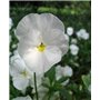 Graines de fleurs Graines de plantes en pot Fleur - Graines de pensée blanches - Paintbox - F2 Hybrid Family Garden - 30 graines