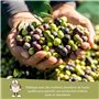 CLOSTER - Engrais Liquide pour Oliviers 1 Litre avec Azote, Cuivre, Phosphore et Potassium - Chélates de Fer pour Plantes Vertes