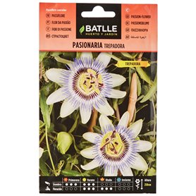 Batlle PASSIFLORE GRIMPANTE Blanche