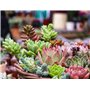 CULTIVERS Engrais Bio pour Cactus pour Plantes Succulentes et Succulentes de 1 kg. Engrais à libération Lente. 100% d'origine Bi
