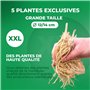 Collection de Plantes Vivaces Budget Hosta - Mélange de 5 Hybrides en 5 Variétés - Grandes Funkia Vivaces Rustiques Racines Nues