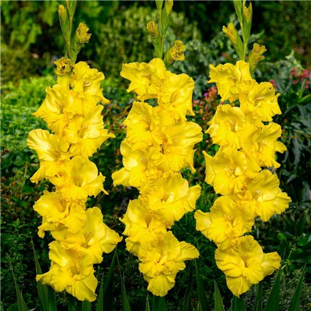Glaïeuls Jaune
