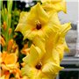 de vrais grands glaïeuls pour le jardin et les pots (sans graines