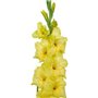 Glaïeuls Jaune, 10 bulbes de Hollande, de vrais grands glaïeuls pour le jardin et les pots (sans graines, non artificiels et rus