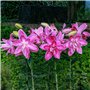 Lotus Lys Rose Doublés (10 bulbes parfumés), Vivace et rustique Bulbes de Lys, Mélange de Hollande pour jardin et balcon (gros, 