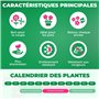 Lotus Lys Rose Doublés (10 bulbes parfumés), Vivace et rustique Bulbes de Lys, Mélange de Hollande pour jardin et balcon (gros, 