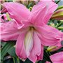 Lotus Lys Rose pastel Doublés (10 bulbes parfumés)