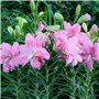 Lotus Lys Rose pastel Doublés (10 bulbes parfumés), Vivace et rustique Bulbes de Lys, Mélange de Hollande pour jardin et balcon 
