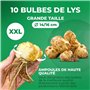 Lotus Lys Rose pastel Doublés (10 bulbes parfumés), Vivace et rustique Bulbes de Lys, Mélange de Hollande pour jardin et balcon 