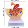 modèle d'anatomie reproductive du bassin