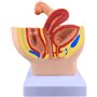 modèle d'enseignement du plan sagittal du bassin féminin