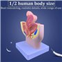 Modèle de bassin féminin, modèle d'anatomie reproductive du bassin, modèle d'enseignement du plan sagittal du bassin féminin, ai