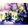 ZHAOSHAN Peinture sur toile affiche 58 x 90 cm sans cadre Blueberry Bush in Nature Sunlight and Shadows