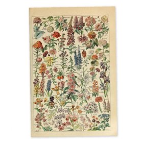 Fituenly Vintage Botanique Affiche Fleurs Plantes Mur Art Autocollant Floral Impression Illustration Murale pour Salon Bureau Sa