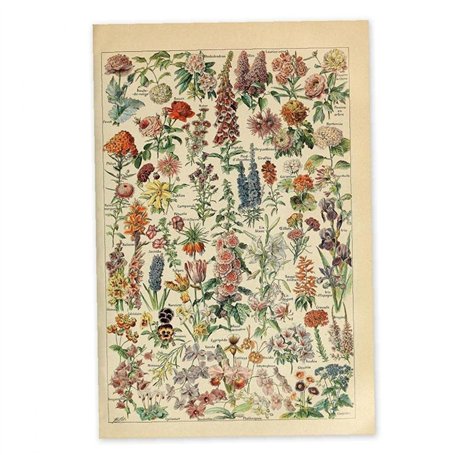 Fituenly Vintage Botanique Affiche Fleurs Plantes Mur Art Autocollant Floral Impression Illustration Murale pour Salon Bureau Sa