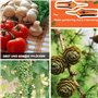 2 Pcs Sécateurs de Jardin avec Lames Courbes revêtues de Titane, Sécateurs et Ciseaux de Jardinage, Cisaille à Bonsai pour la Pl