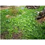 Graines de fleurs Testumix Mini pour tortues,lapins, poules et abeilles