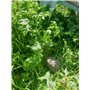 Graines de fleurs Testumix Mini pour tortues,lapins, poules et abeilles