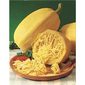 Risitar Graines - 10pcs Courgette Spaghetti végétal productive