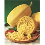 Risitar Graines - 10pcs Courgette Spaghetti végétal productive