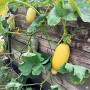 Risitar Graines - 10pcs Courgette Spaghetti végétal productive, Graines de légumes Plantes vivaces résistante au froid