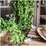 fausse vigne