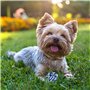 20 Pièces Jouet pour Chien à Mâcher - Corde et Balle Interactives en Coton Sûr et Non Toxique - Nettoyage des Dents pour Chiot, 