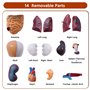 10,5 pouces torse médical corps humain modèle anatomie poupée 15 pièces amovibles organes éducatifs modèle pour l'enseignement d