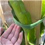 Lot de 2 liens Velcro pour plantes - 5 m - Fixation pour arbre - 25 mm - Fermeture Velcro réglable - Pour fixer les plantes et l